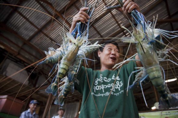 Than Zaw oo (38) a fisherman is showing lobster big shrimp in Bogale market in delta area on 9 February 2012 Bogale, Yangon Region, Burma. Most of the fisherman in this area was lost there boat and net for fishing by cyclone NARGIS in 2008. Fishermen’s are got financial support from Oxfam Novib for new boat and fishing net.